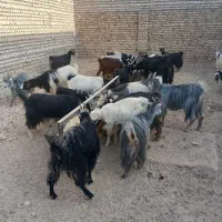 بز نربز میش