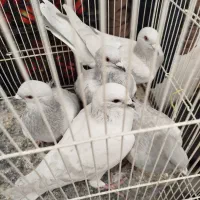 کفتر هودی پاکستانی|پرنده|مشهد, آبکوه|دیوار