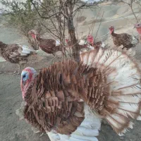 بوقلمون محلی