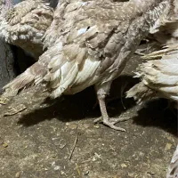 جوجه بوقلمون ۴۰روزه بوربون برنز