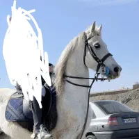 فروش یک راس اسب نریان