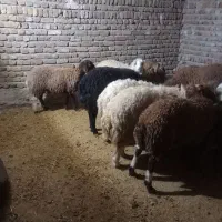 بره نر افشار صادرات|حیوانات مزرعه|پاپی, |دیوار