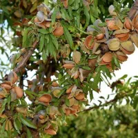 نهالستان میوه و بادام پربار پالیز|خدمات باغبانی و درختکاری|نائین, |دیوار