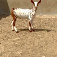 وارداتی ناب