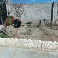 تخم بوقلمون اصل برنزه