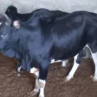 گوساله چاق