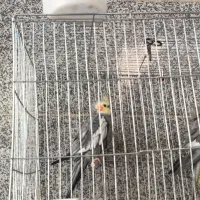 ساعت مچی و عروس هلندی|ساعت|اهواز, منبع اب|دیوار