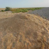 کا‌ه‌گند‌م