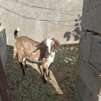 فروش دو عدد کهره ماده|حیوانات مزرعه|درگهان, |دیوار