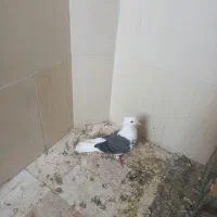 کفتر شازه کاکلی