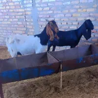 بز مری پنجاپی کاموری آبستن شیری