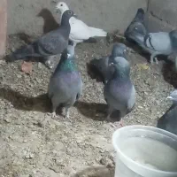 کبوتر پرشی|پرنده|جزنیک, |دیوار