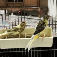 قناری نر جوانه بخون نژاد کاکلی(گلچین شده)