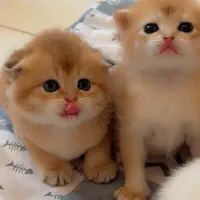 گلدپیشیny12زعفران خالص بریتیش