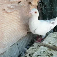 کفتر پشت کاغذی  ماده