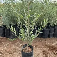 خرید نهال زیتون آمریکایی میشن با گواهی سلامت|گل و گیاه طبیعی|سمنان, |دیوار