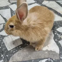 خرگوش ماده ۴ ماه