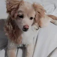 ماده اشپیتز