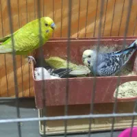 مرغ عشق جفت