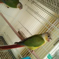 جفت گیرینچک|پرنده|شهریار, شهریار|دیوار