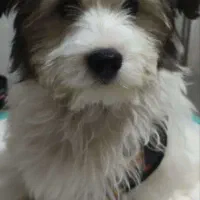 واگذاری|سگ|شاهین‌شهر, خانه کارگر|دیوار