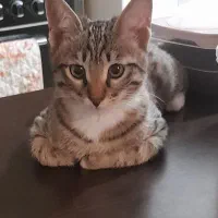 گربه ماده رایگان با وسایل