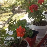 خریدوفروش در (سنگر) قاضیان.قاضیان