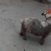 بره نرمیشی