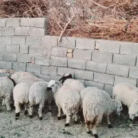 ده راس بره پرواری سرحدی