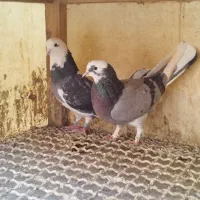 کفتر کبوتر|پرنده|مشکین‌دشت, |دیوار