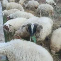 فروش گوسفند وبز داشتی وگوشتی