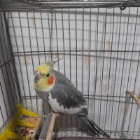 عروس هلندی نر سالم باقفس