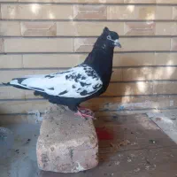 کفتر سینه|پرنده|شیراز, اصلاح‌نژاد|دیوار