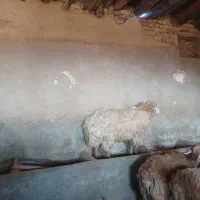 قوچ مغانی کر
