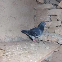 کبوتر|پرنده|گرگان, |دیوار