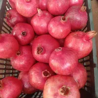 انار درجه یک سرچشمه بوان