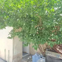 منزل درب از حیاط