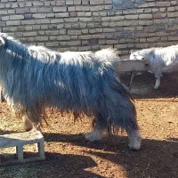 دبر پازن چبش