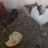 مرغ و خروس تخم گذار|حیوانات مزرعه|مشهد, علی آباد|دیوار
