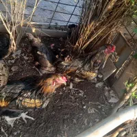 خروش محلی خوش خوراک