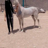 اسب کرد سردمگیر بازی کن