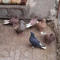 کبوتر  دم سفید