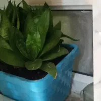 پنج عددگل وگلدون توی تصویر|گل و گیاه طبیعی|دهدشت, |دیوار