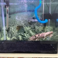 ماهی و آکواریوم زیر قیمت|ماهی|کرج, شهرک بنفشه|دیوار