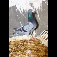 کفتر|پرنده|چناران, |دیوار