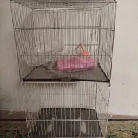 قفس