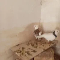 کبوتر طوقی