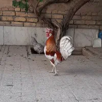 خروس بومی کاکلی.