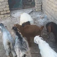 بزغاله|حیوانات مزرعه|قم, بلوار امین و ساحلی|دیوار