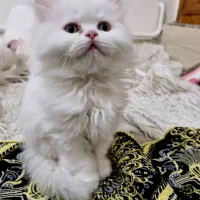 گربه مادر و پسر دختر پرشین و بریتیش